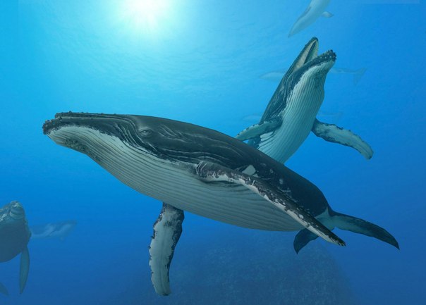 сколько живет кит